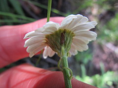 Osmitopsis osmitoides