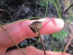 Osmitopsis osmitoides