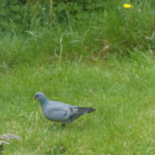 Paloma zurita (Columba oenas)