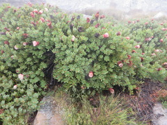 Protea venusta