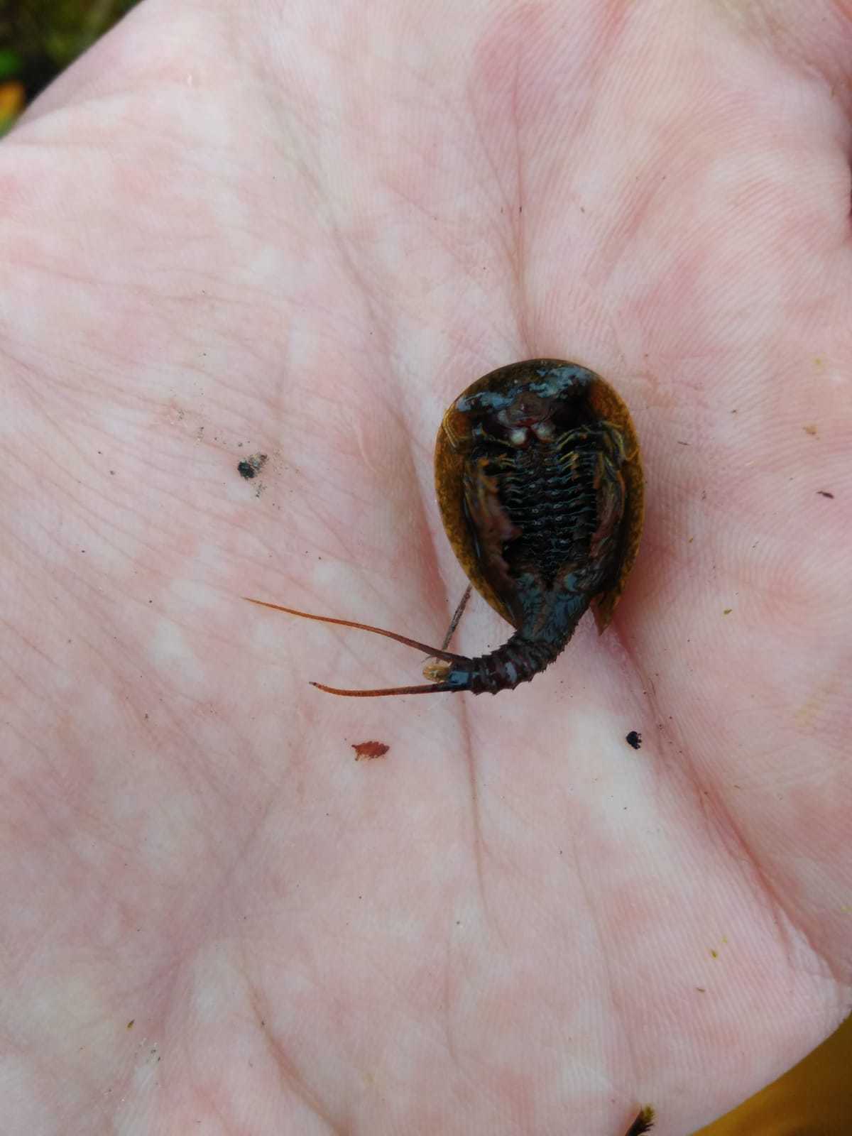 Lepidurus arcticus (Pallas, 1793)
