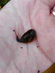 Lepidurus arcticus