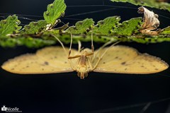 Endocrossis caldusalis