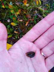 Lepidurus arcticus