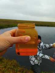 Lepidurus arcticus