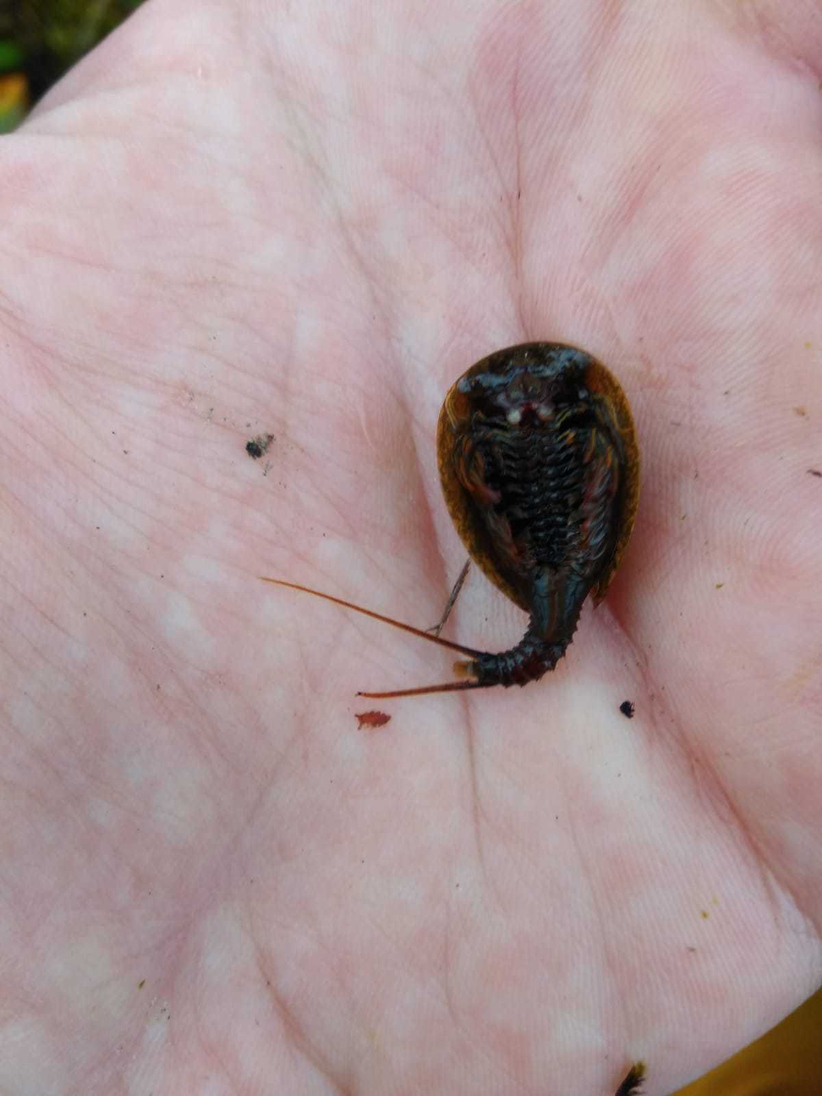 Lepidurus arcticus (Pallas, 1793)