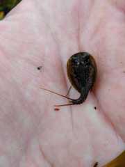 Lepidurus arcticus