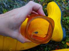 Lepidurus arcticus