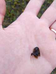 Lepidurus arcticus