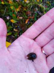 Lepidurus arcticus