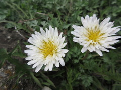 Taraxacum coreanum