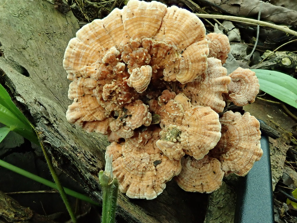 Rigidoporus microporus · April 2019 · photo: © debk (iNaturalist, cc-by-nc)