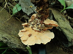 Rigidoporus microporus