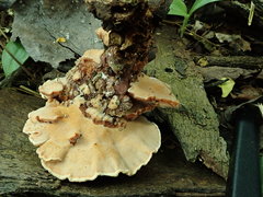 Rigidoporus microporus