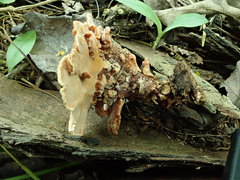 Rigidoporus microporus