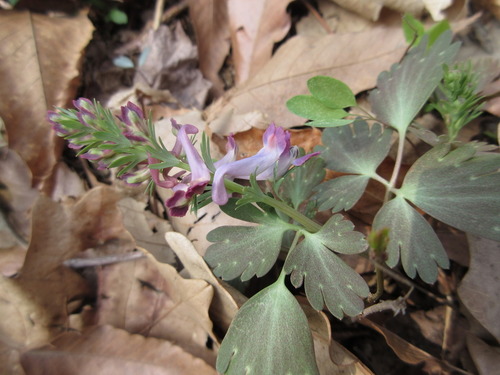 Korean corydalis