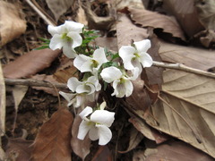 Viola albida