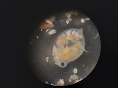 Daphnia pulex