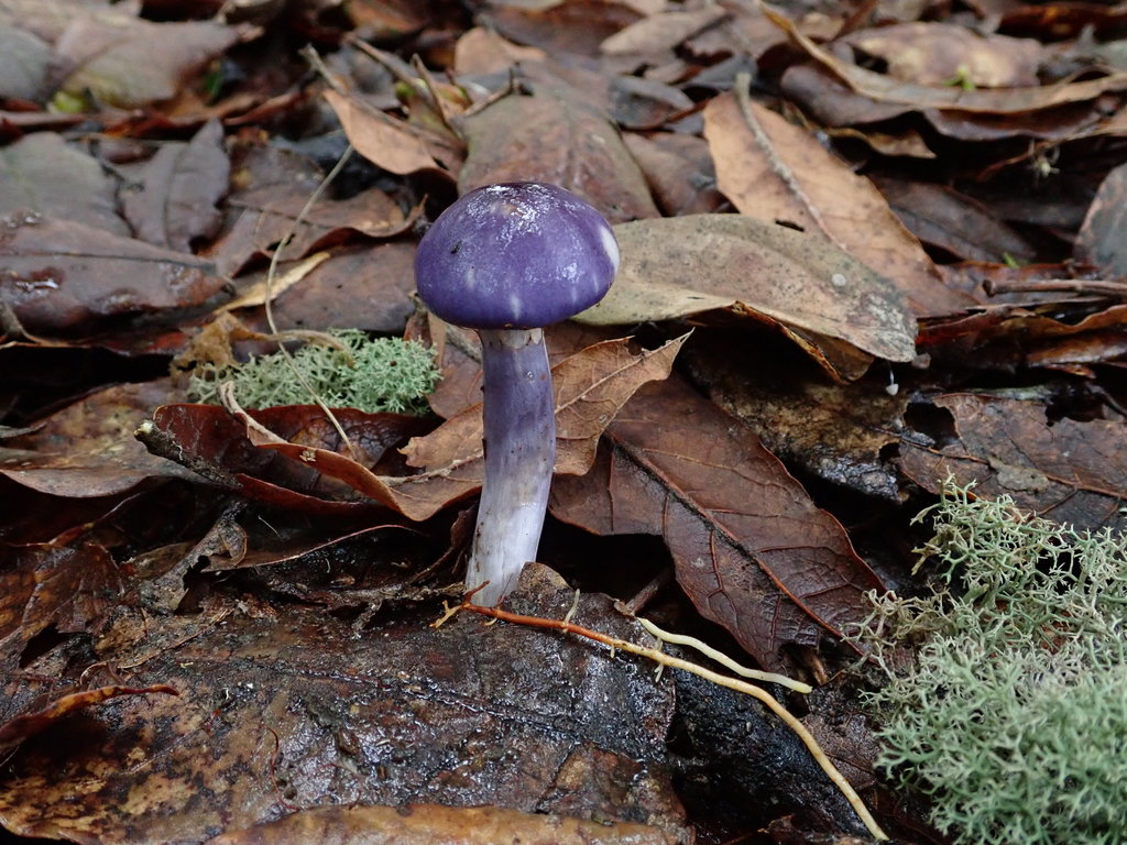 Cortinarius iodes · April 2019 · photo: © debk (iNaturalist, cc-by-nc)