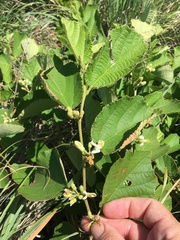 Grewia latifolia