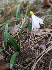 Galanthus lagodechianus
