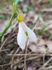 Galanthus lagodechianus