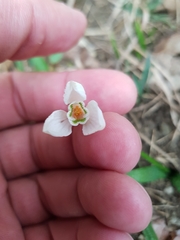Galanthus lagodechianus