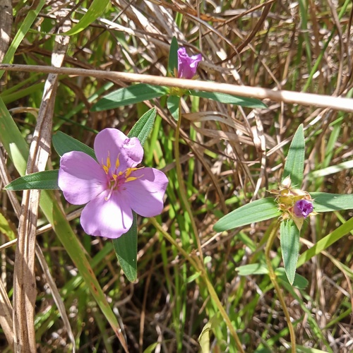 Osbeckia chinensis observed 2026-03-14