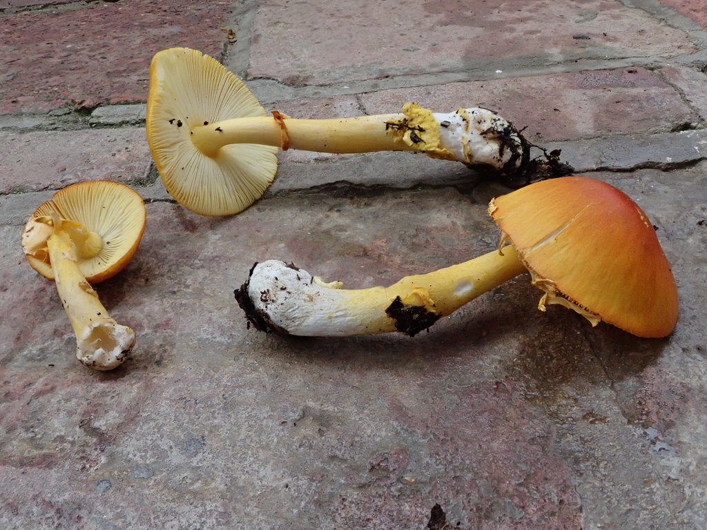Amanita flavoconia inquinata
