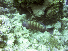 Plectropomus pessuliferus