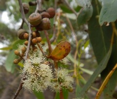 Eucalyptus arenacea