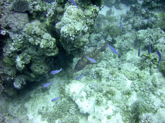 Plectropomus pessuliferus