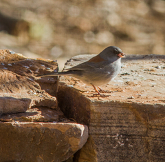 Junco hyemalis caniceps