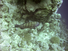 Plectropomus pessuliferus