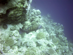 Plectropomus pessuliferus