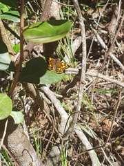 Metisella metis metis