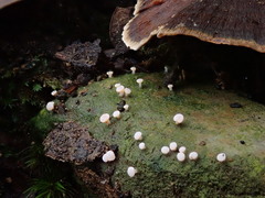 Baeomyces
