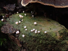 Baeomyces