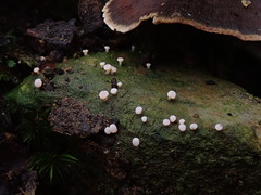Baeomyces