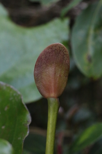 Exbucklandia tonkinensis, photograph 2