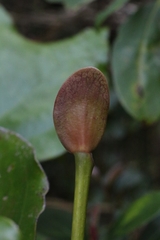 author not stated, no rights reserved Exbucklandia tonkinensis, photograph author not stated, no rights reserved