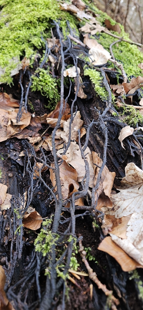 Armillaria