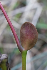 author not stated, no rights reserved Exbucklandia tonkinensis, photograph author not stated, no rights reserved