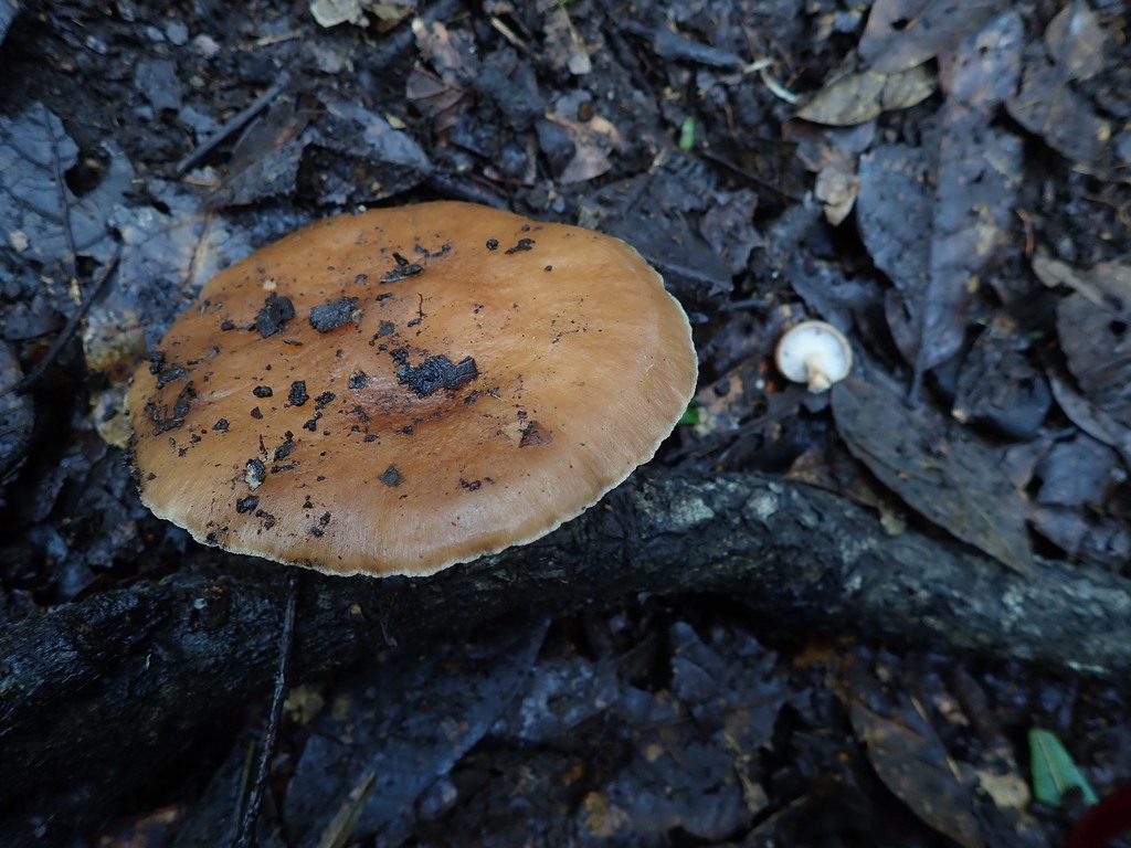 Lentinula boryana