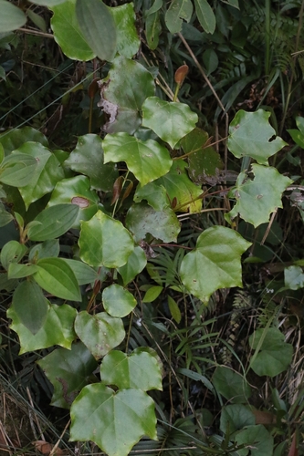 Exbucklandia tonkinensis