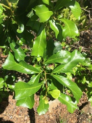 Cupaniopsis wadsworthii