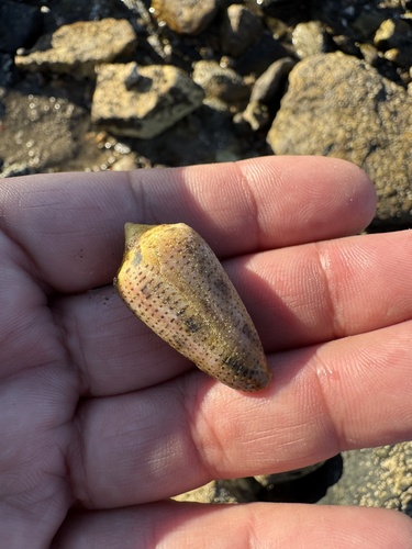Conasprella ximenes observed 2026-03-15