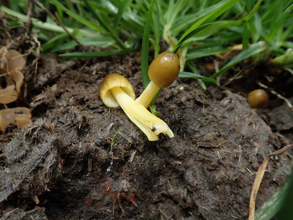 Bolbitius titubans · April 2019 · photo: © debk (iNaturalist, cc-by-nc)