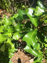 Cupaniopsis wadsworthii