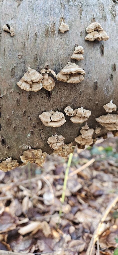 Plicatura crispa · March 2026 · photo: © run4 (iNaturalist, cc-by)